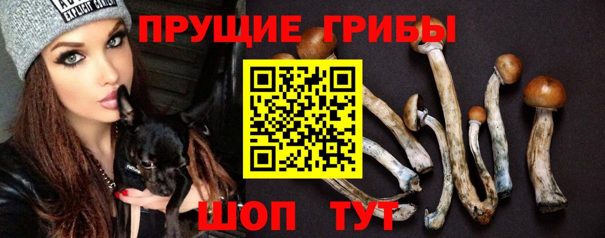Советск  Псилоцибиновые грибы Psilocybine cubensis  Вход с VPN 
